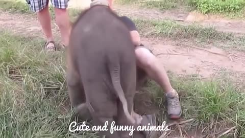 Cute and funny animals