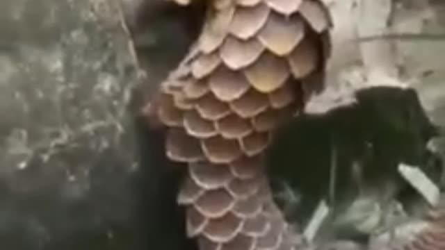 A Pangolin trying to catch ants by breaking the wall