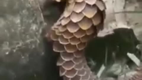 A Pangolin trying to catch ants by breaking the wall