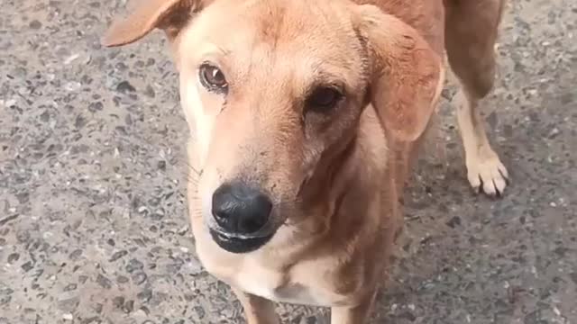 Indian Dog fabulous dance