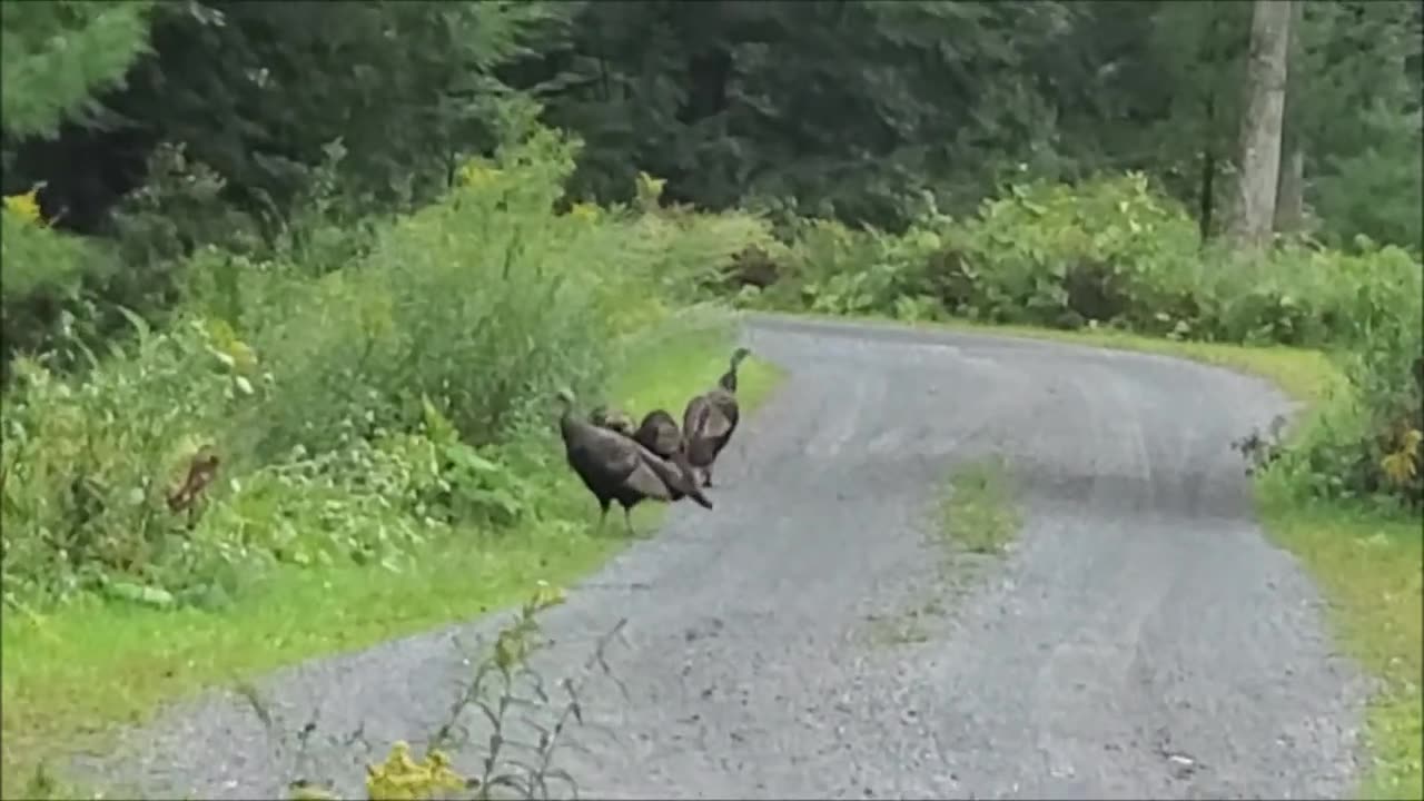 Wild Turkeys