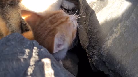 Poor mother cat hiding in the cliffs to protect her Kittens.