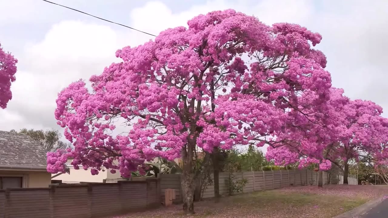 Tabebuia Rosea Tree, Pink Poui Flowering Garden Ornamental Trumpet