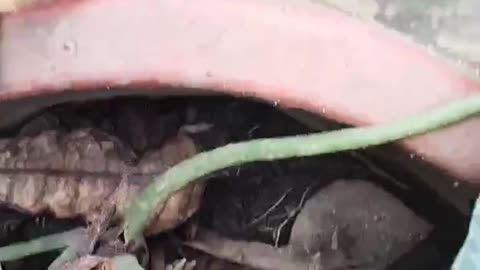 Amazonian Elephant's ear plant