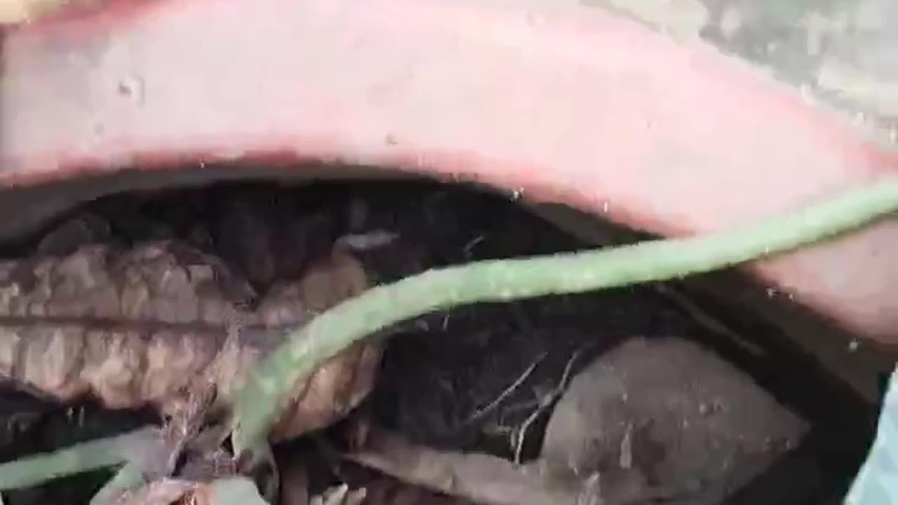 Amazonian Elephant's ear plant