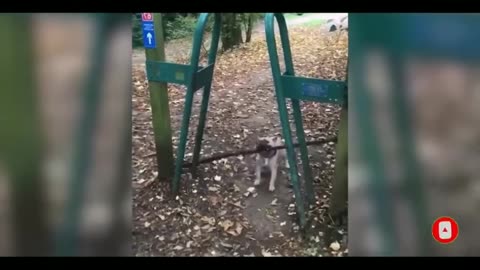 Very very funny animal video #funnyvideo #animalvideo