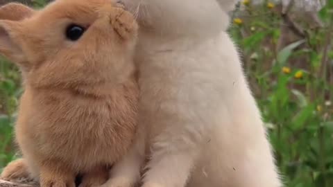 Rabbit in love with rabbit