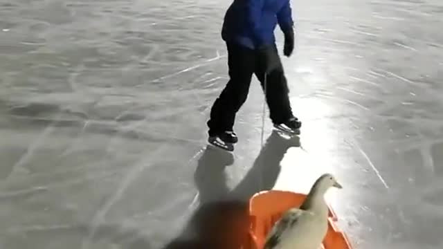 🦆 🛷