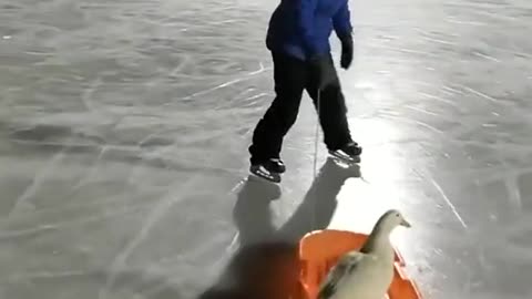 🦆 🛷