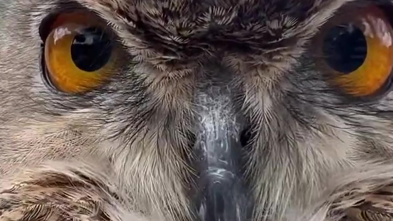 Owl makes New Friends! #short #shorts #animal #wildlife #nature #birds #owl