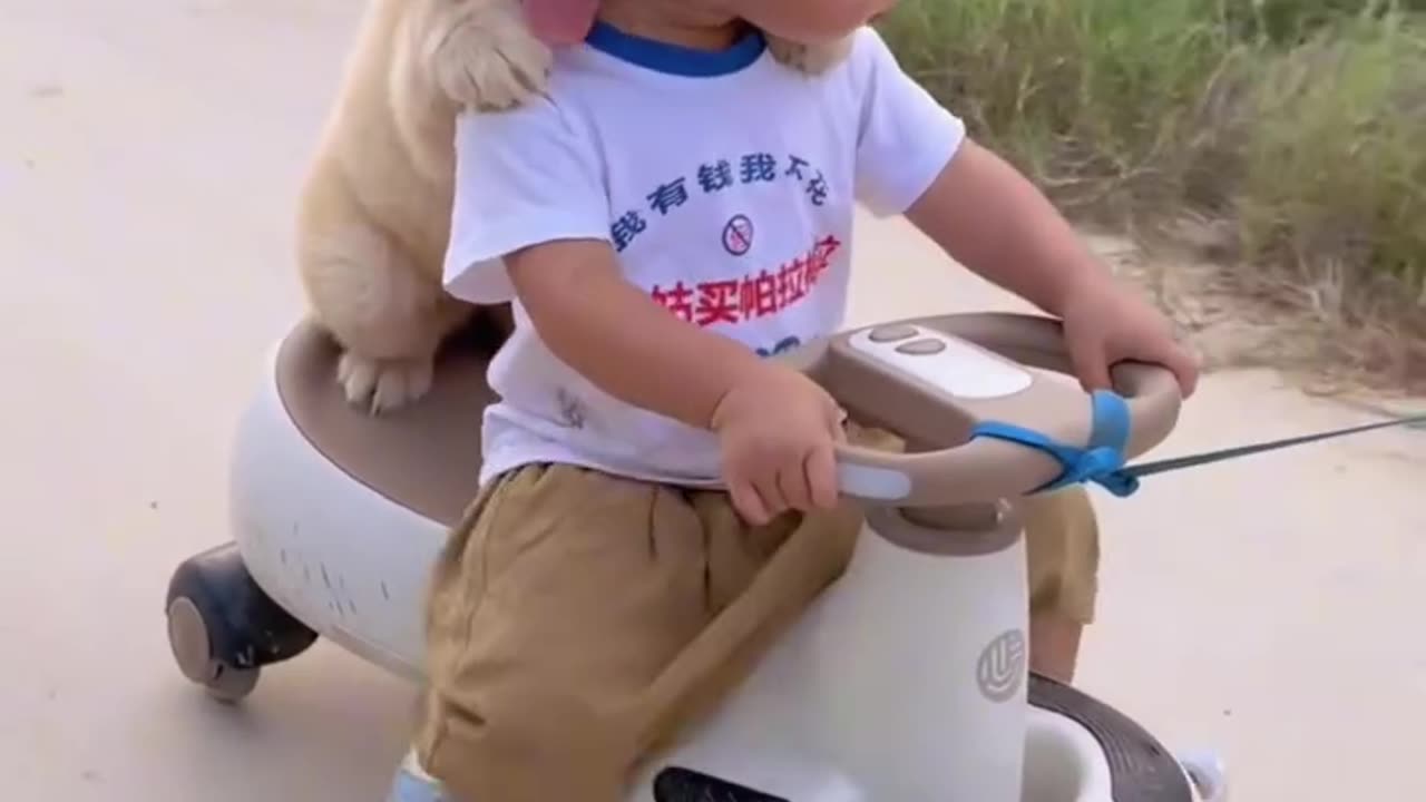 Funny dog video