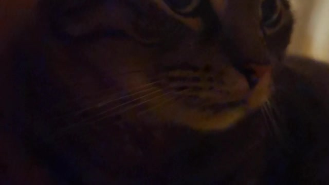 Very serious cat. Are you can?