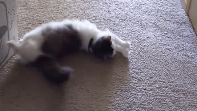 Cute cat meows