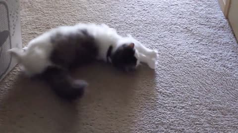 Cute cat meows