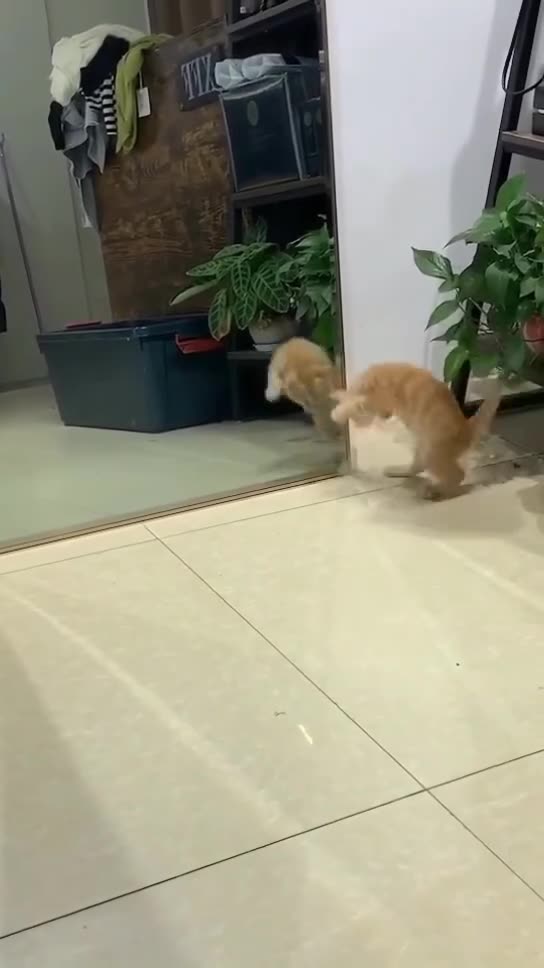 "Mirrored Meows: A Cat's Startling Reflection"