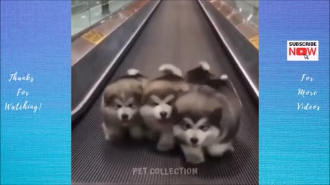 Cute And Funny Pet Videos Compilation #6 ♥ Funny Dog Videos | Baby Dogs #3