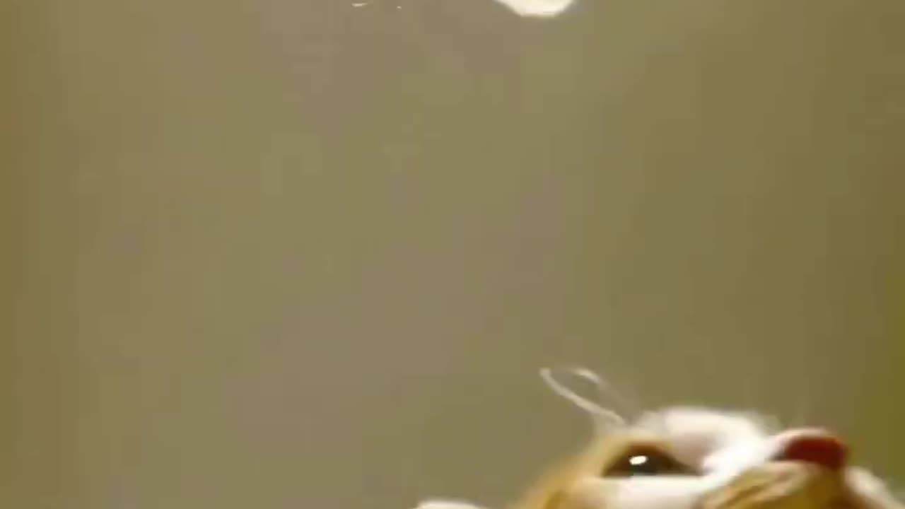Funny Animal Compilation