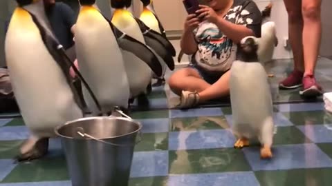 News Break: Penguins