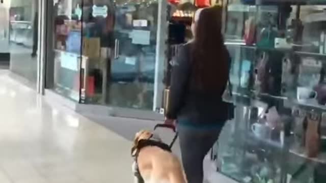 Cão on a Budget? It's Not as Hard as You Think