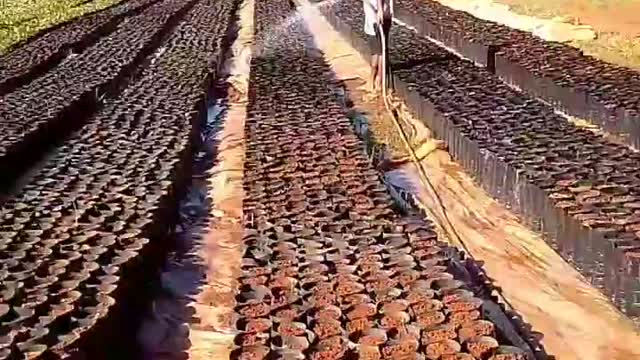 Produção 🌱 . . .