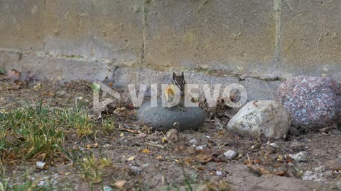 Chipmunk running into frame