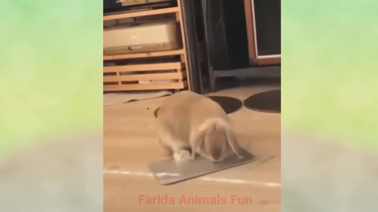 Funny videos