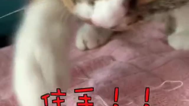 FUNNY CAT