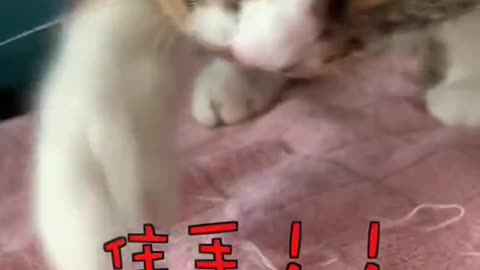 FUNNY CAT