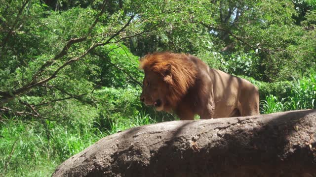 Lion roaring video Non Voice.