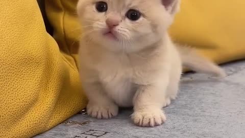 Cute 🥰🥺🥺 funny animal videos