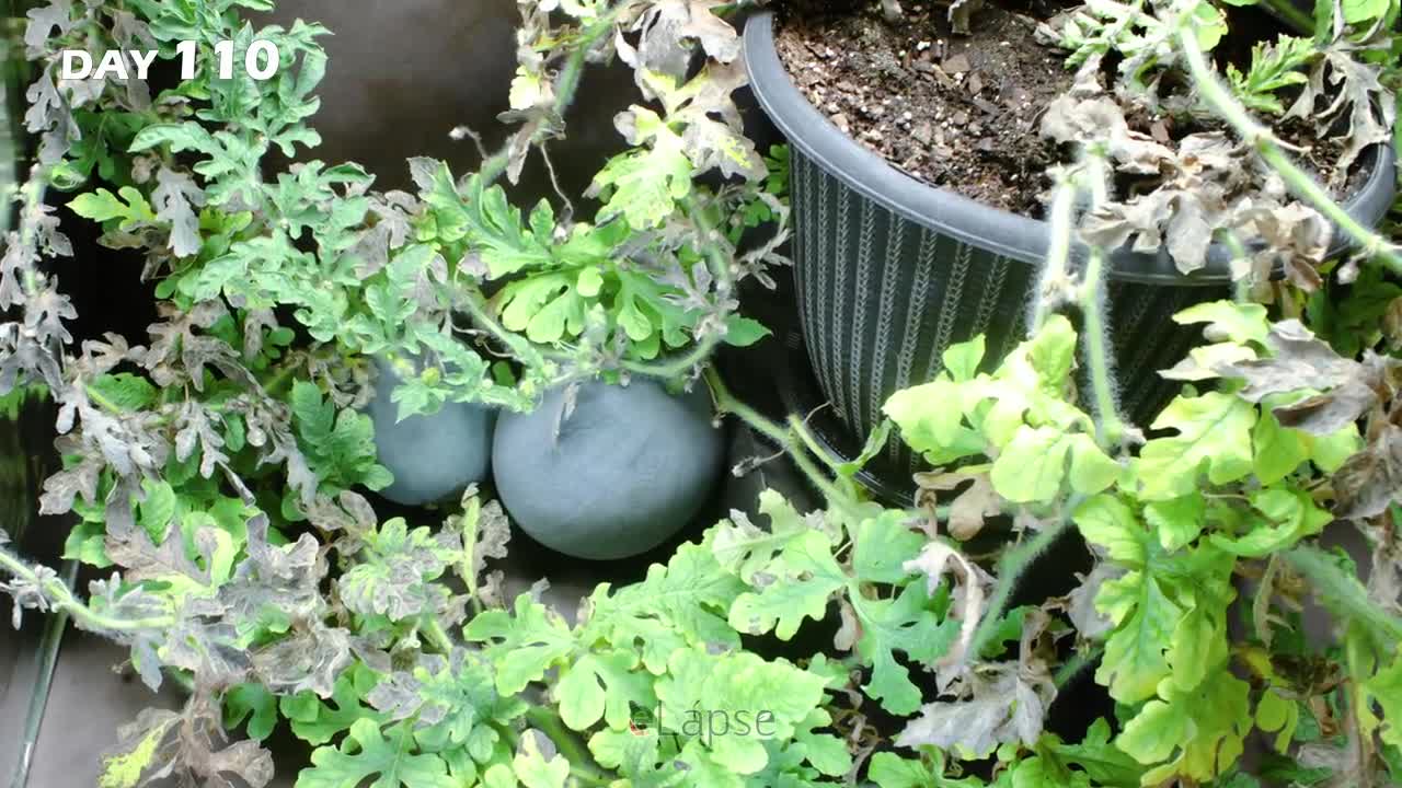 Growing Watermelon Plant Time Lapse - Seed to Fruit (110 Days)