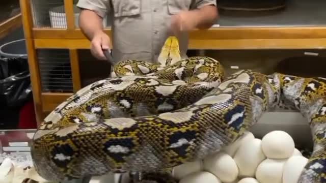 Python Hatching Huge Eggs