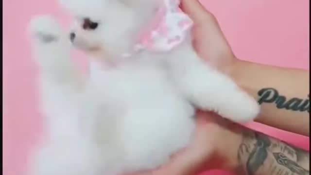 Cute and funny dog videos