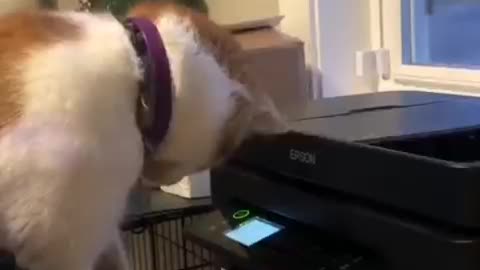 Cat vs printer