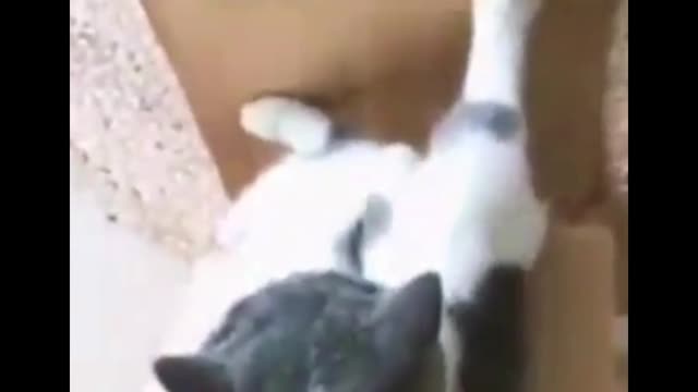 A cat watching video funny video shorts