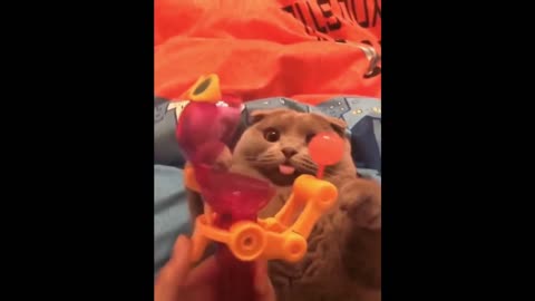 Best and cute 🥺 funny animal 🤣