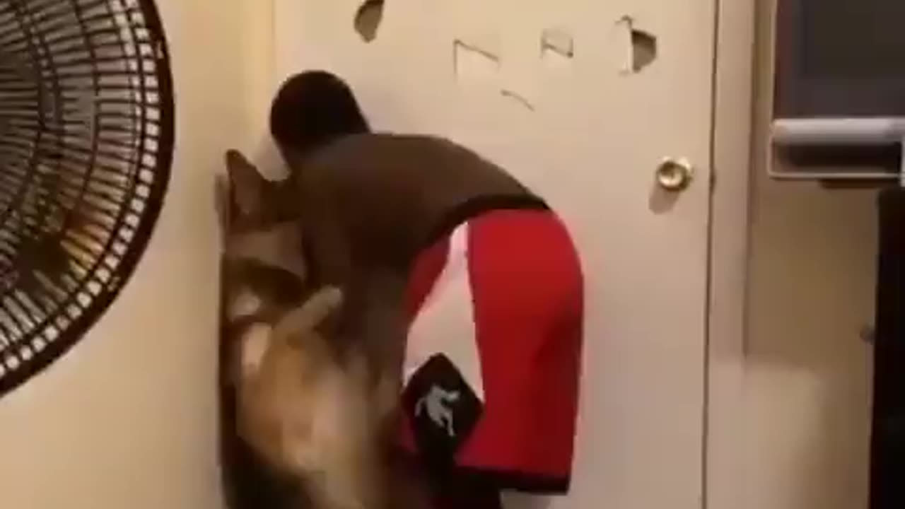 Little Nigga Abuses German Shepard