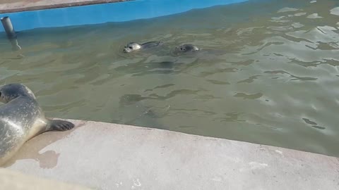 seals are mad