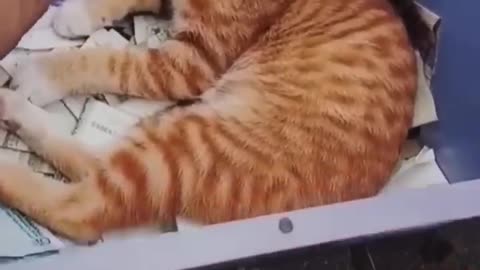 🐾 This video make your day 🐱