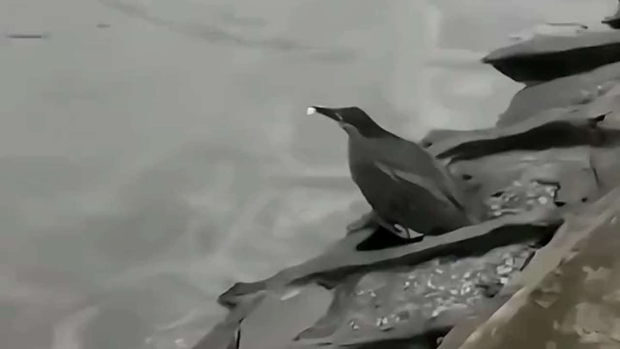 The bird is incredibly intelligent