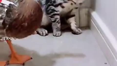 Funny video of cat and Duck