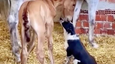 The pony is very friendly with the dog. They are good friends