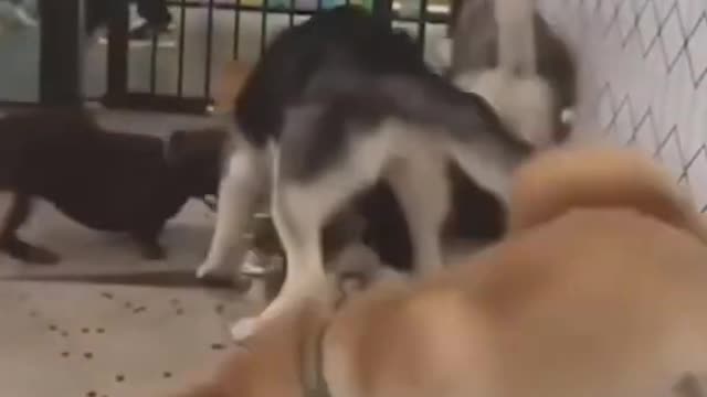 Crazy Dogs Fight For Food! 😬 [INSANE]