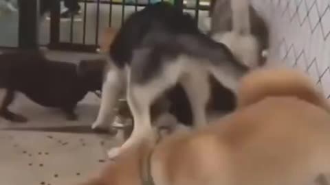 Crazy Dogs Fight For Food! 😬 [INSANE]