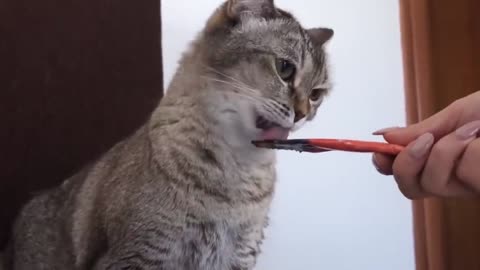 A cat that performs with its owner