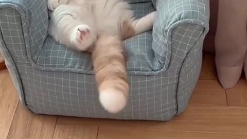 Daydreaming cat in a cozy couch