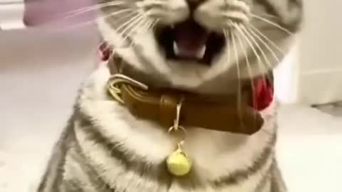 Funny cat video.