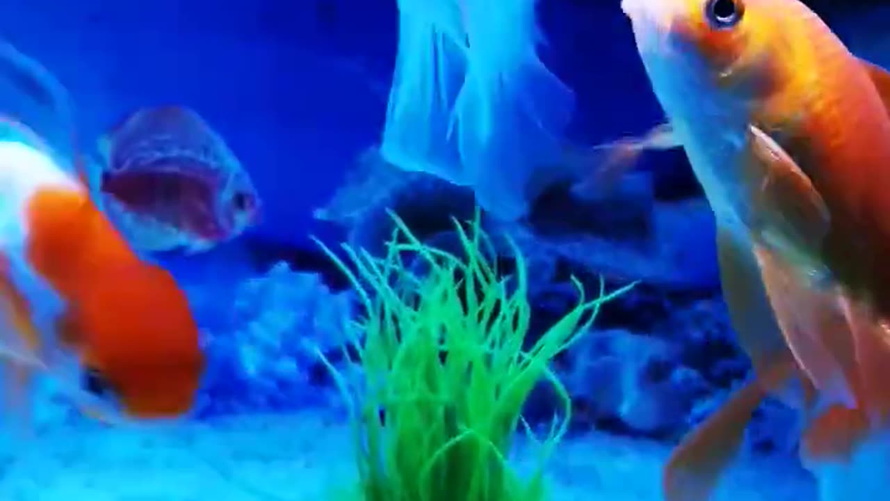 Beautiful Gold fish, Fish Aquarium setup, Gold Fish tank setup