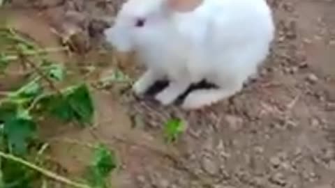 Funny rabbits🐇🐇