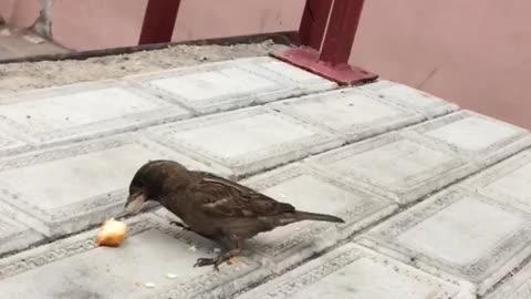 bird is eating bread